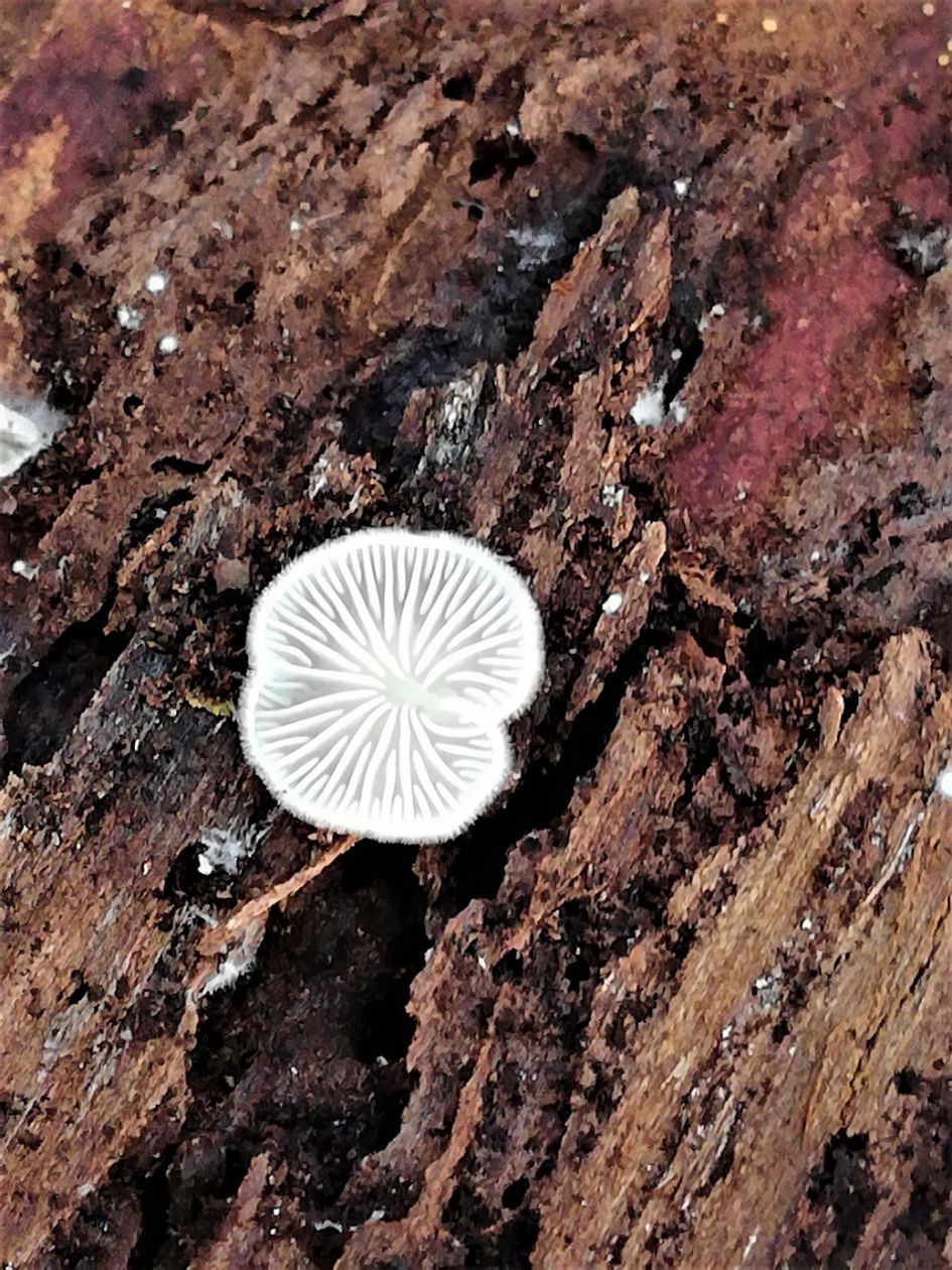 Welk zwammetje hebben we hier ?